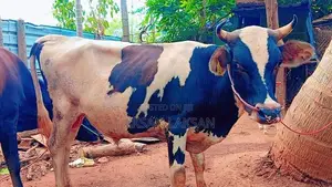 Milk Cow