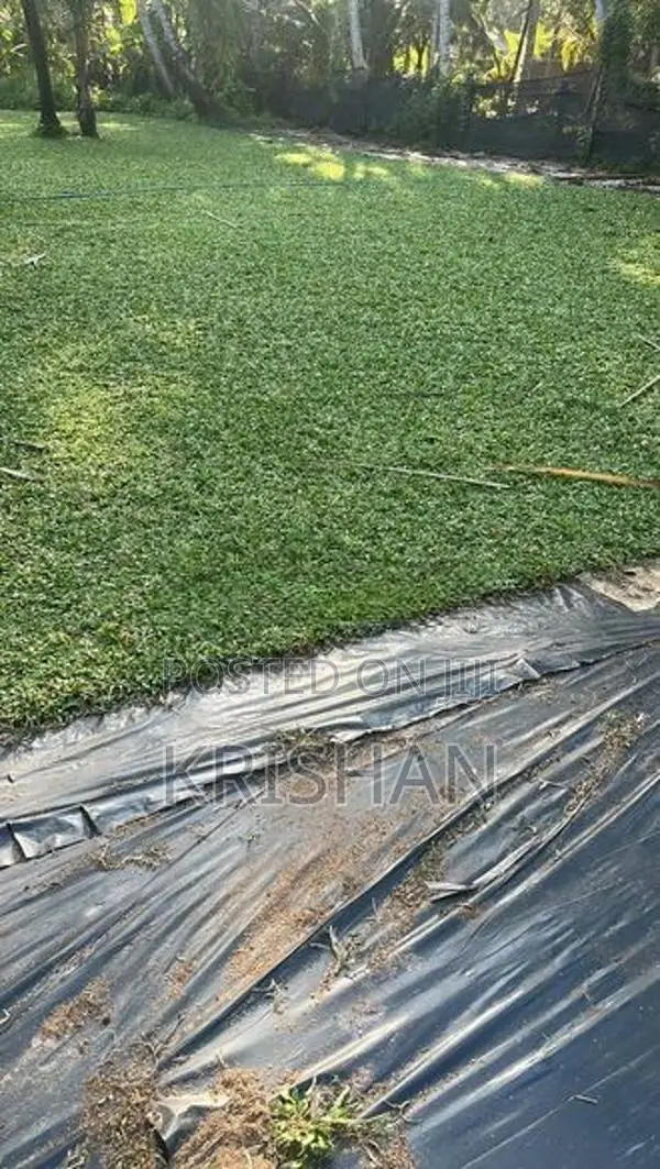 malaysian grass
