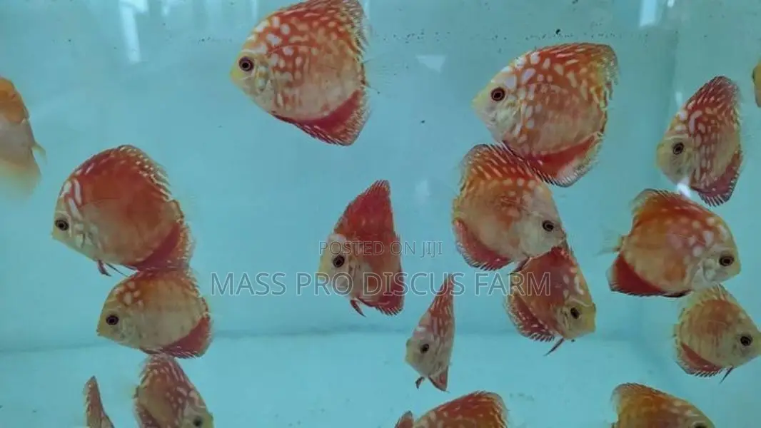 Red Panda Discus Fish