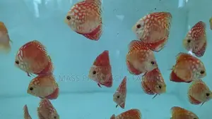 Red Panda Discus Fish