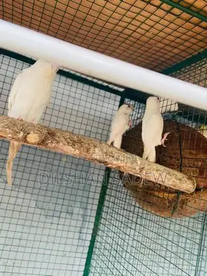Love Birds