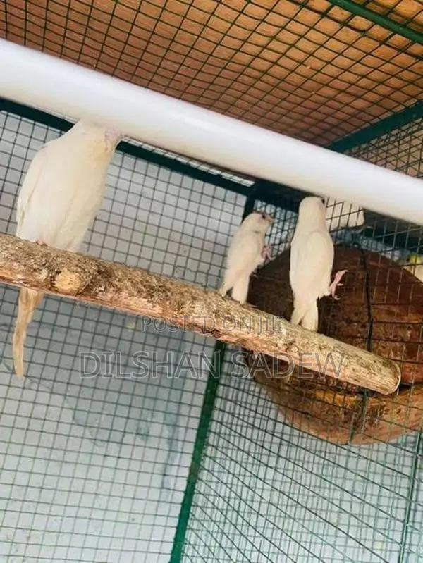 Love Birds