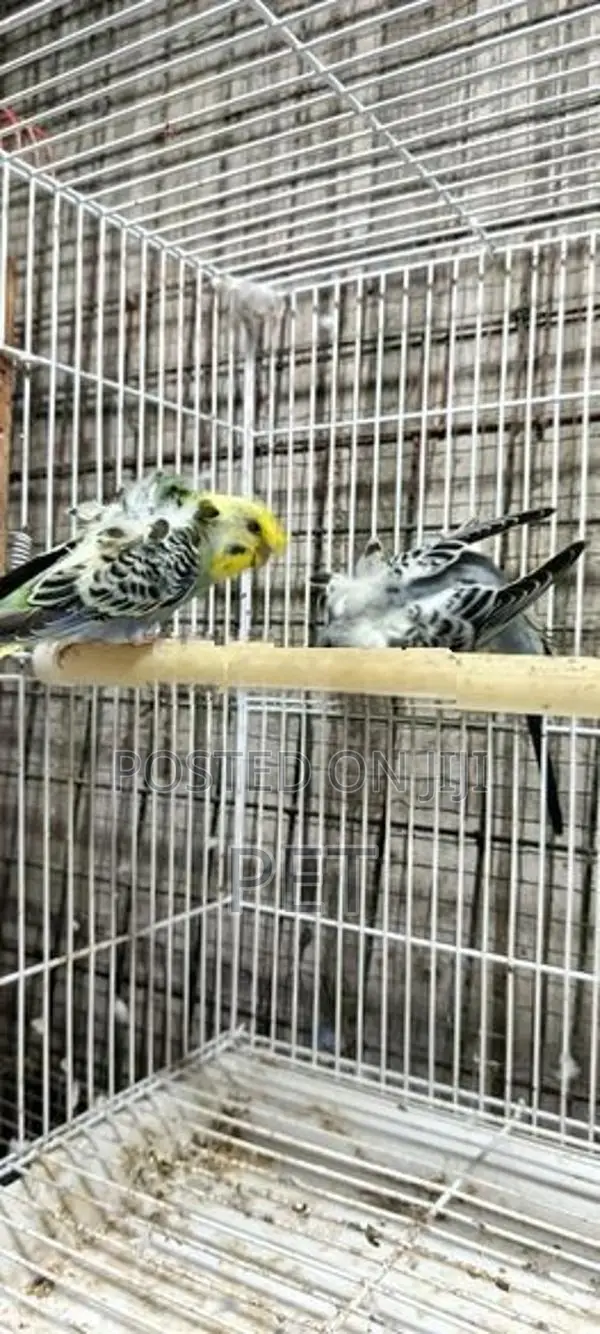 Helicopter Love Bird