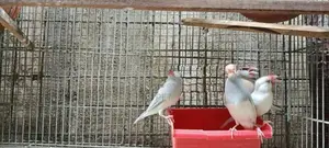 Java 12 Breeding Pairs
