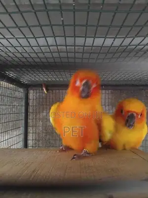 sunconya bringing pair with egg