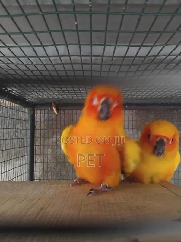 sunconya bringing pair with egg