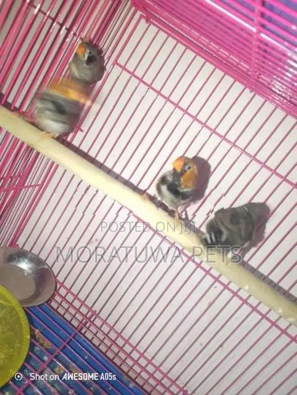 Love Birds