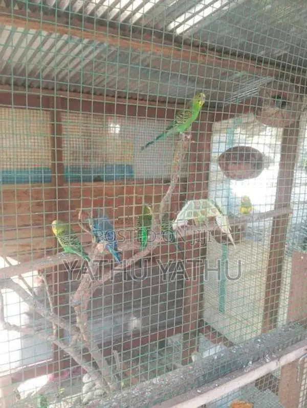 Love Birds with Cage