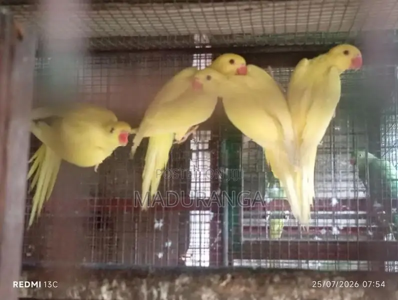 Yellow Parrot
