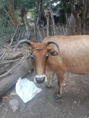 Farm Cow