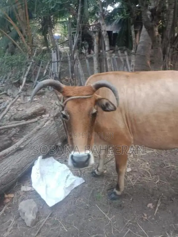 Farm Cow