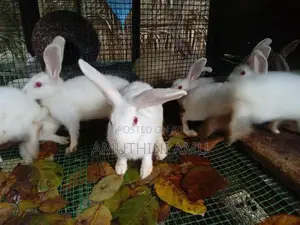 Rabbit