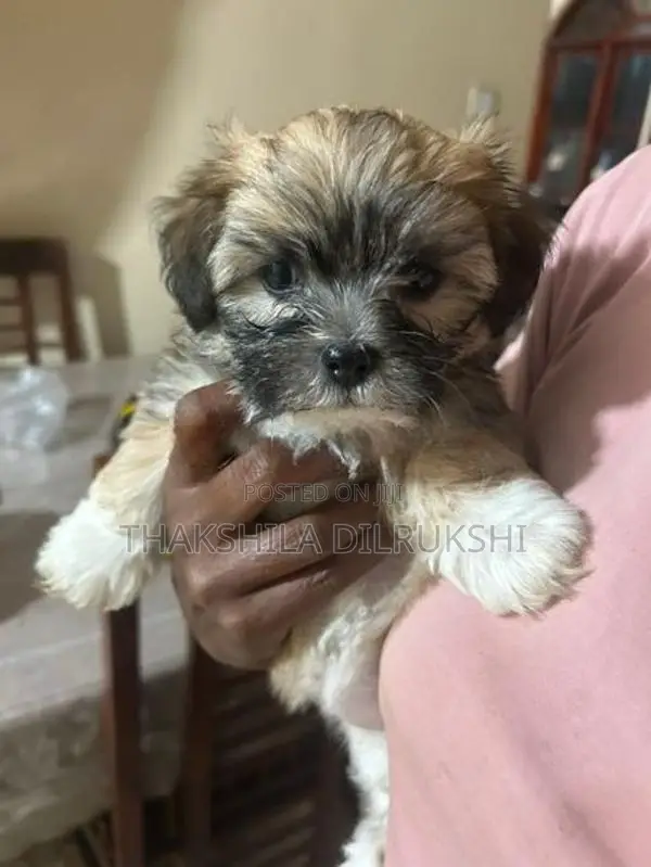 Shih Tzu Puppies