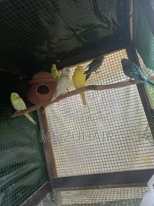 Love Birds
