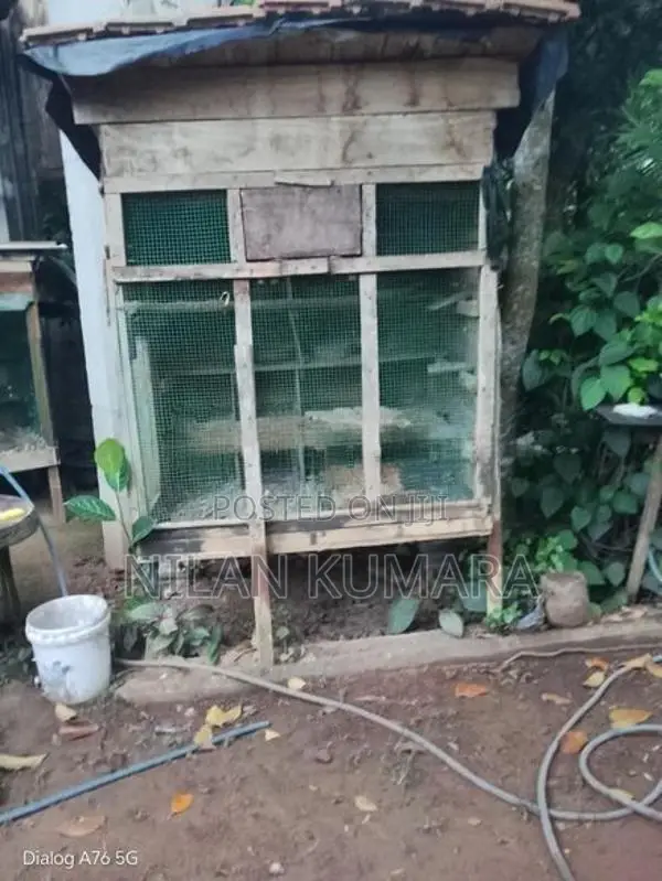 කුරුලු කූඩු