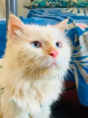 Persian Cat