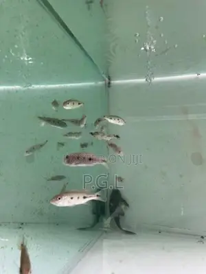 Orinoco Peacock Bass