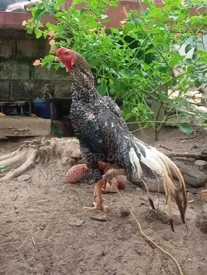 Aseel Rooster