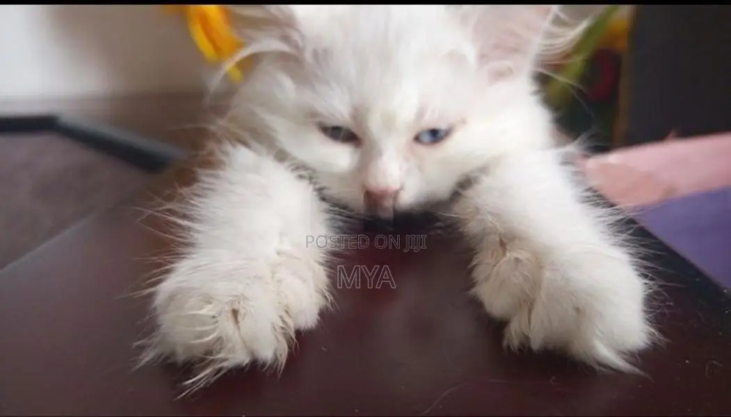 Persian Cat