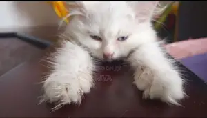 Persian Cat