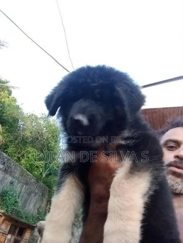 German Shepherd Puppies