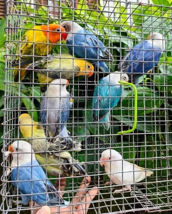 African Love Birds