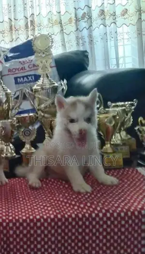 Husky Puppies
