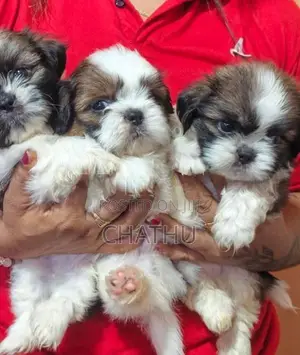 Shih Tzu Puppies
