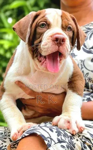 American Bully XL