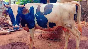 Milk Cow