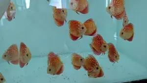 Red Panda Discus Fish