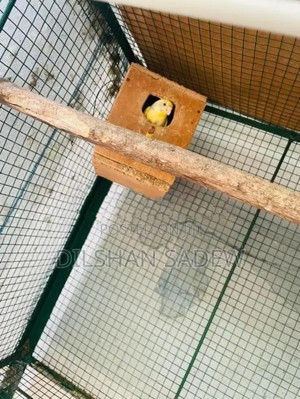 Love Birds