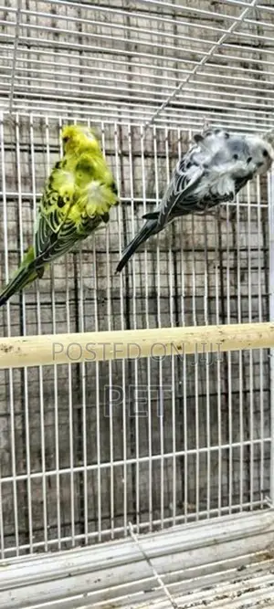 Helicopter Love Bird