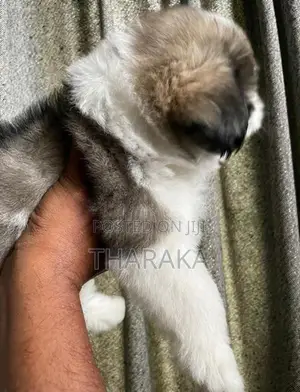 Shihtzu Female Puppy
