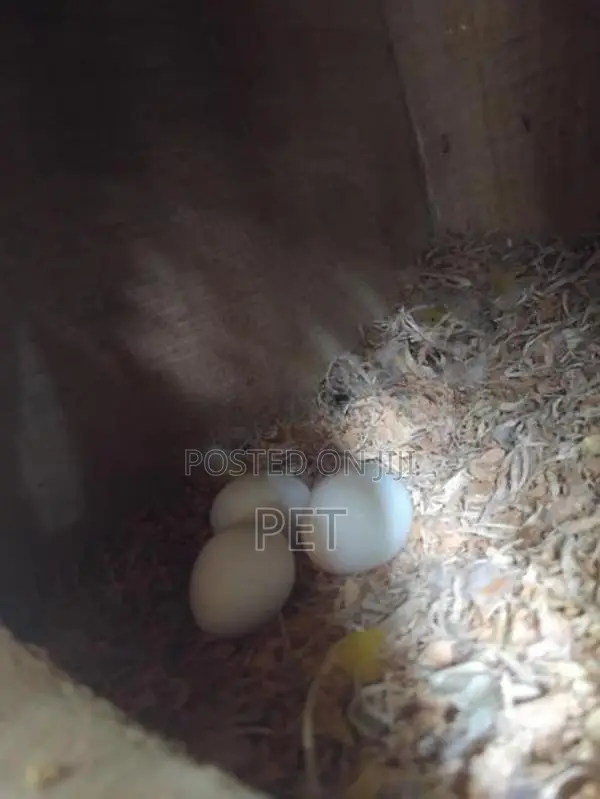 sunconya bringing pair with egg