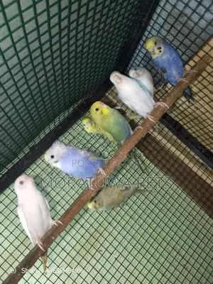 Love Birds
