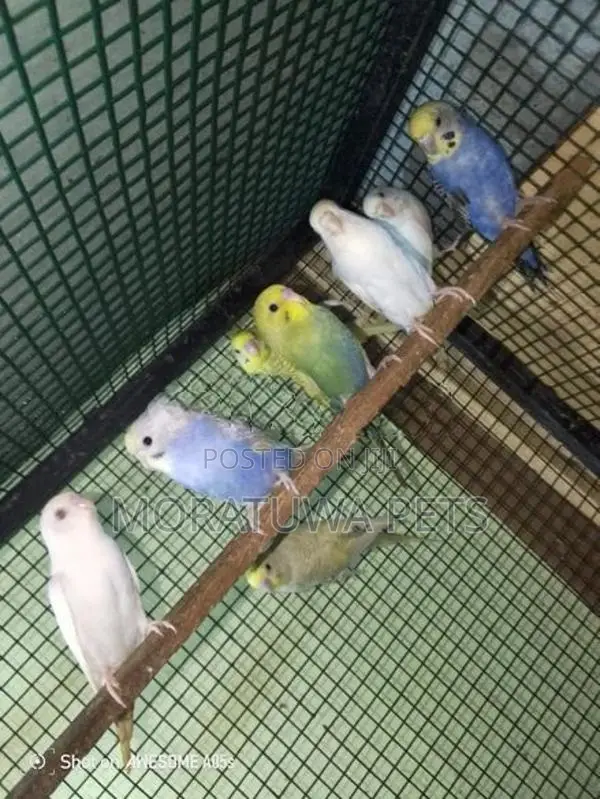 Love Birds