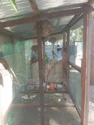 Love Birds with Cage