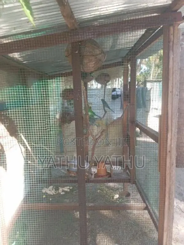 Love Birds with Cage