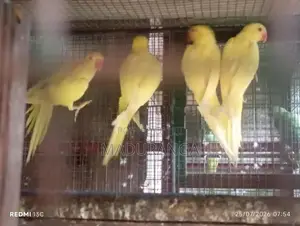 Yellow Parrot