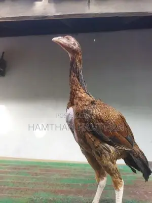Aseel Long Tail Chicks