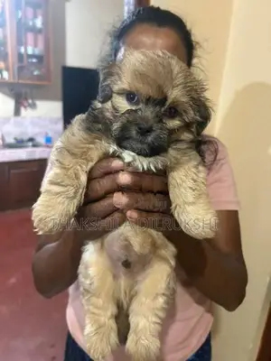 Shih Tzu Puppies