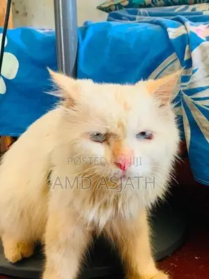Persian Cat