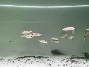 Orinoco Peacock Bass