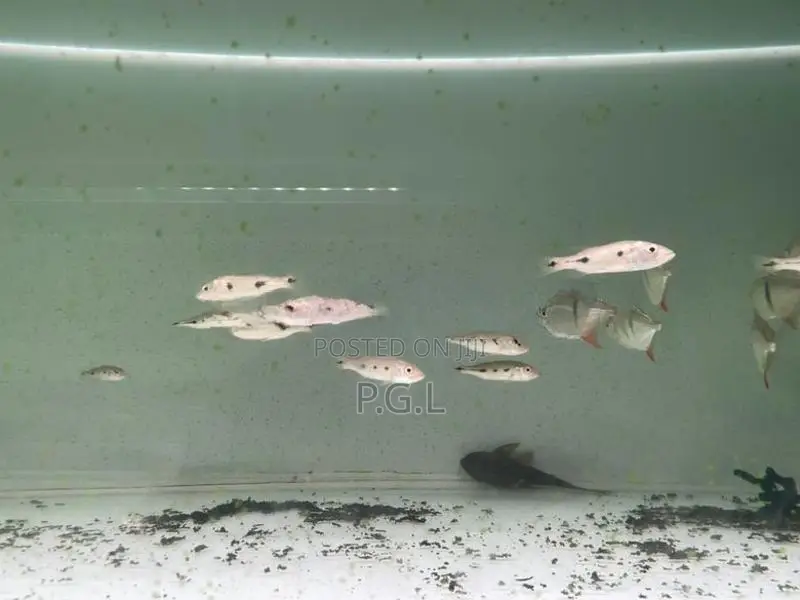Orinoco Peacock Bass