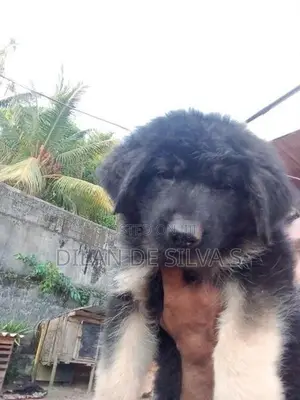 German Shepherd Puppies