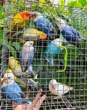 African Love Birds