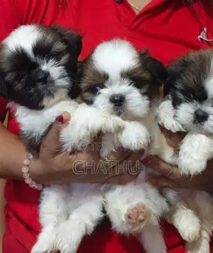 Shih Tzu Puppies