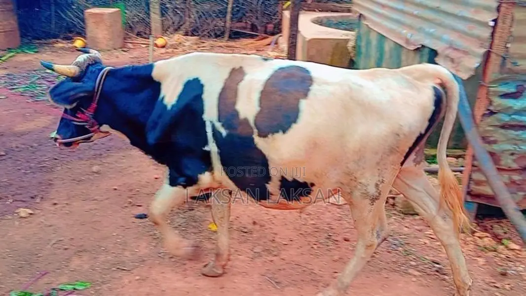 Milk Cow
