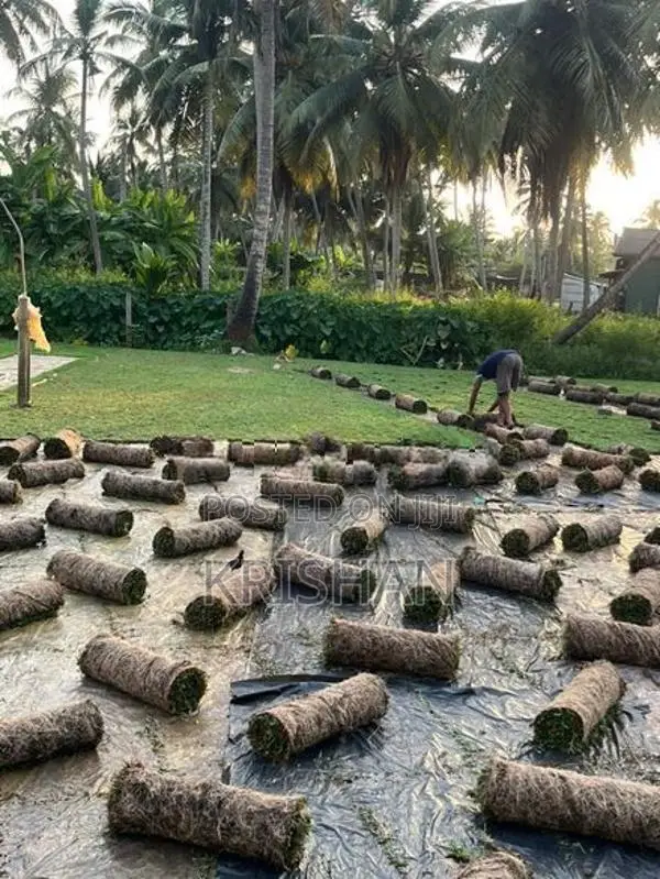 malaysian grass